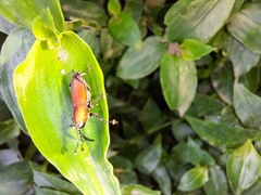 Rhodobaenus sanguineus