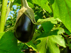 Solanum melongena