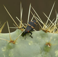 Cactophagus spinolae