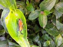 Rhodobaenus sanguineus