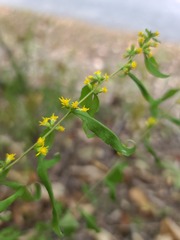 Solidago ouachitensis