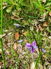 Arthropodium strictum