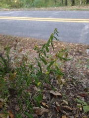 Solidago ouachitensis