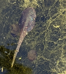 Lithobates berlandieri