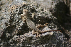 Sceloporus albiventris