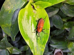 Rhodobaenus sanguineus