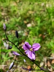 Arthropodium strictum