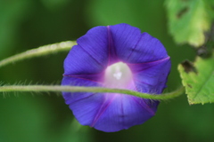 Ipomoea purpurea