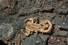Centruroides