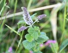 Mentha longifolia