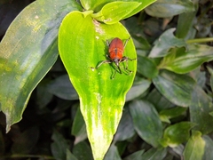 Rhodobaenus sanguineus