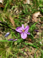 Arthropodium strictum