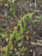 Solidago ouachitensis