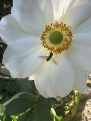 Toxomerus occidentalis