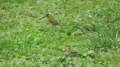 Spinus barbatus