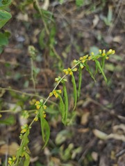Solidago ouachitensis