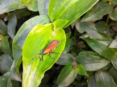 Rhodobaenus sanguineus