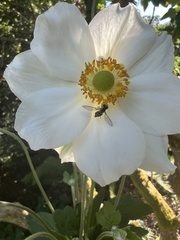 Toxomerus occidentalis