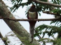 Trogon elegans