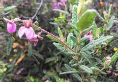 Thomasia petalocalyx