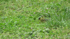 Spinus barbatus