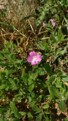 Epilobium hirsutum