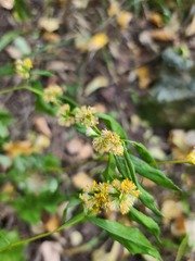 Solidago ouachitensis