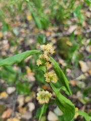 Solidago ouachitensis