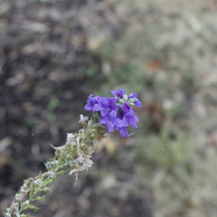 Linaria purpurea