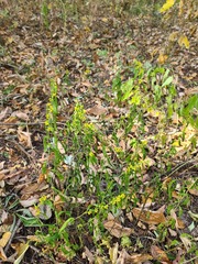 Solidago ouachitensis