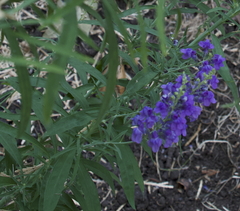 Linaria purpurea