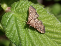 Nacoleia
