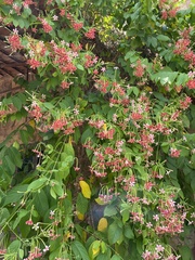 Combretum indicum