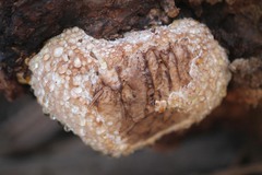 Fomitopsidaceae