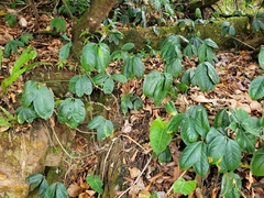Anthurium pentaphyllum pentaphyllum