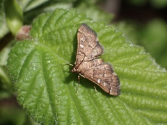 Nacoleia