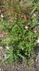 Epilobium hirsutum