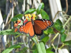 Danaus eresimus