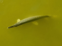 Lepisosteus oculatus