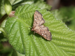 Nacoleia