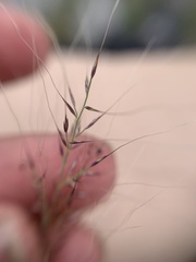 Muhlenbergia