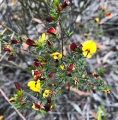 Pultenaea tenuifolia