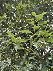 Cinnamomum insularimontanum