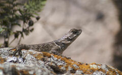 Sceloporus