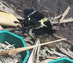 Papilio garamas