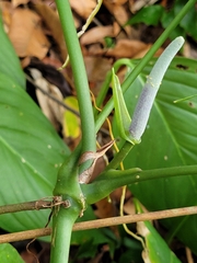 Anthurium pentaphyllum pentaphyllum