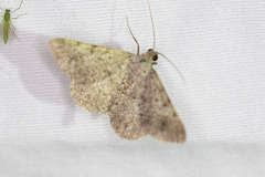Frederickia nigricomma