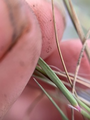 Muhlenbergia