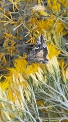 Autographa