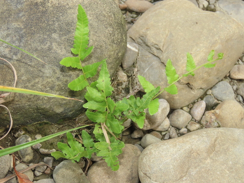 Image of Ampelopteris prolifera by (c) chiuluan, some rights reserved (CC BY)